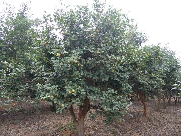 油茶种植栽培技术（油茶的种植技术要点）