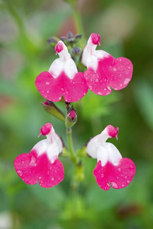 夏天开什么花 夏天开什么花（南方夏天开什么花） 生活