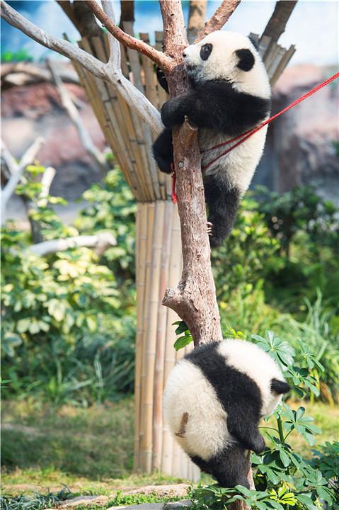 大熊猫的资料