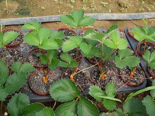 大棚草莓实用栽培技术 大棚草莓全面种植方案，建议收藏，实用
