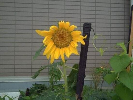 向日葵什么时候开花几点钟