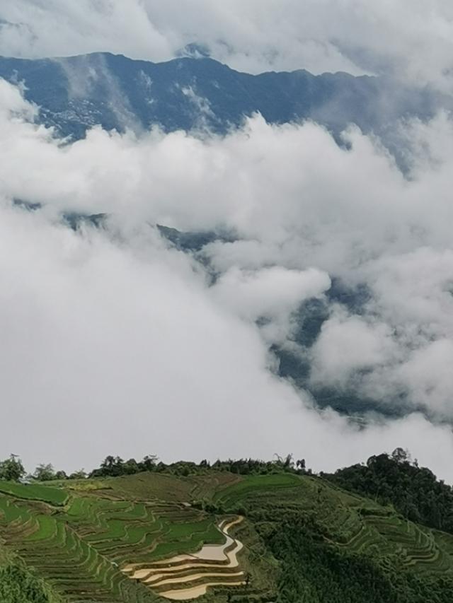 绿春玛玉茶 绿春玛玉茶（绿春玛玉茶的市场状况） 生活