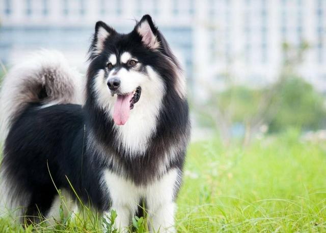 大型犬品种大全带图 有名的大型犬 营销圈