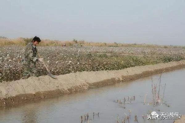 不打农药的棉花病虫害防治方法4