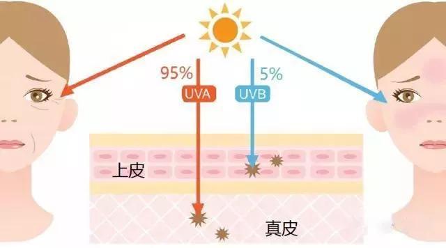 表皮中角化细胞为什么不透水