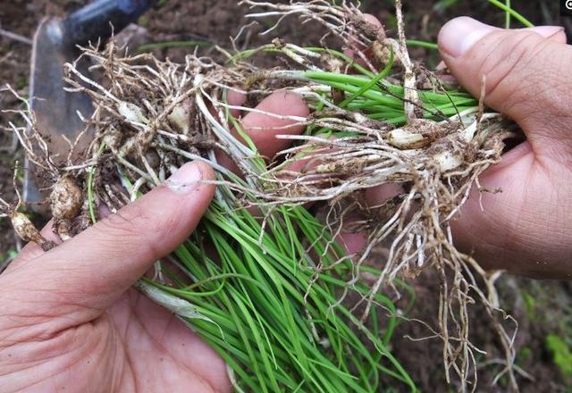 12種可食用野菜，怎麼做都好吃，再不挖點嘗嘗，就要老瞭