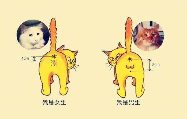 猫的繁殖过程图画图片