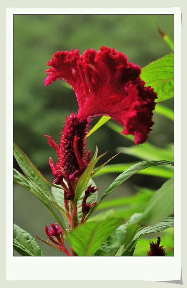 商女不知亡国恨 隔江犹唱后庭花 后庭花 到底是什么 酷生活网