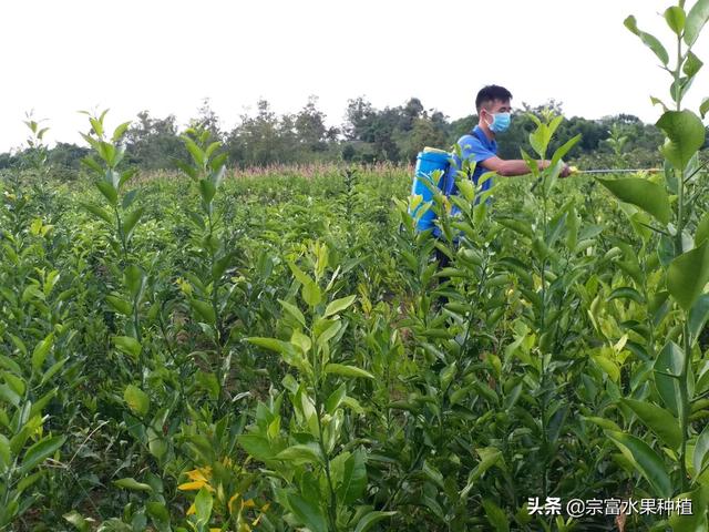 柑橘绘图虫又叫鬼画符，危害树势长势，用此法防治再也不敢绘图7