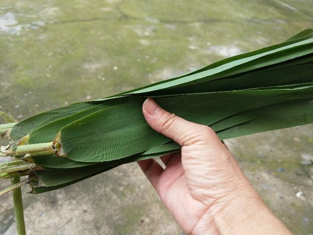 芦苇叶