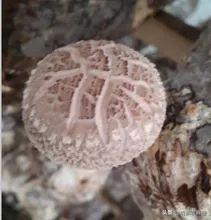 种香菇 种香菇（种香菇用什么树） 生活