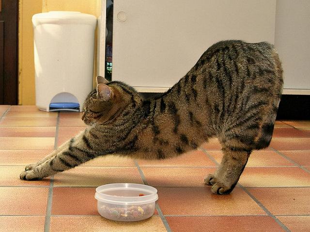 猫咪肚子硬硬的怎么回事，猫为啥伸懒腰？