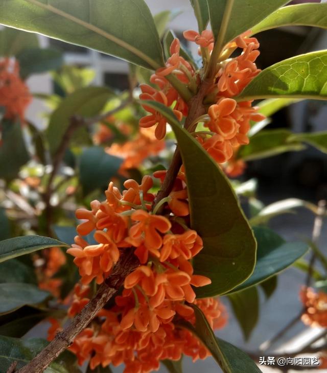 桂花树几月开花 桂花树几月开花（桂花树生长速度） 生活