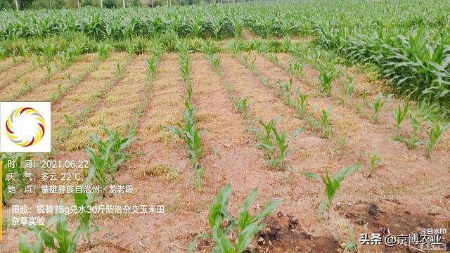 玉米地除草用这个，安全高效不返青4