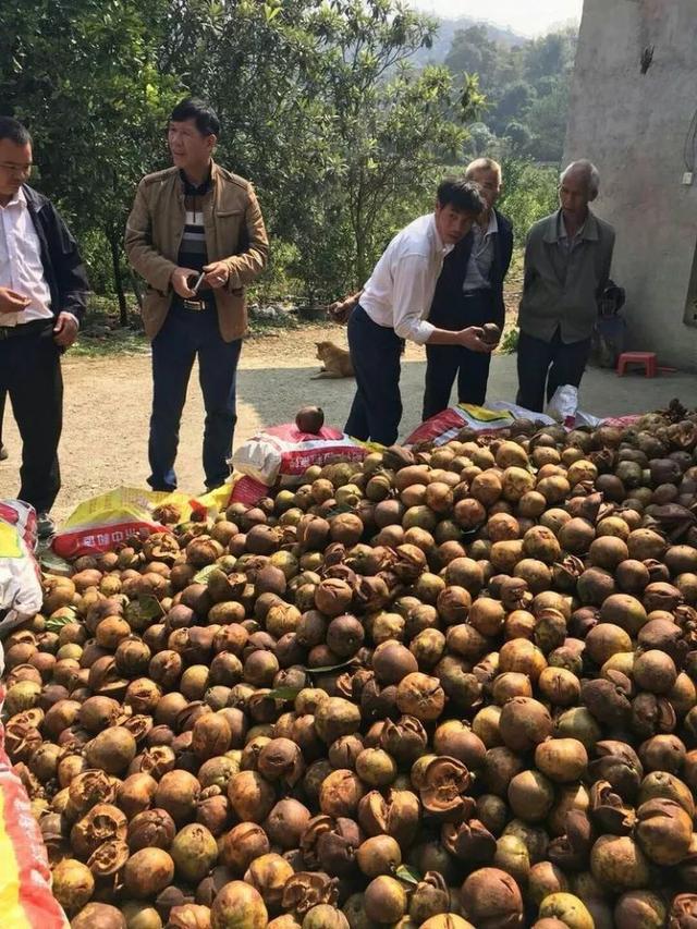 油茶树种植技术