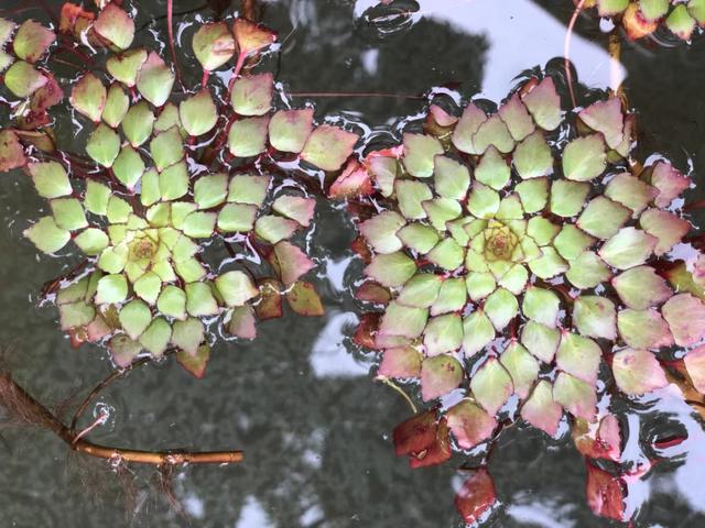 水植物