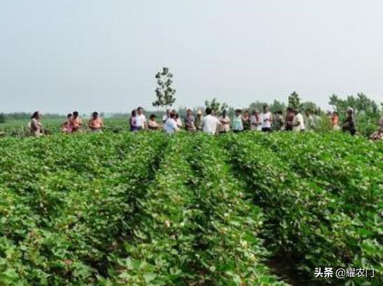 棉花种植不简单，科学种植才能提高产量，你学会了？