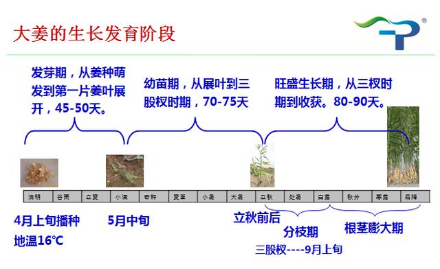 大姜的主要病害