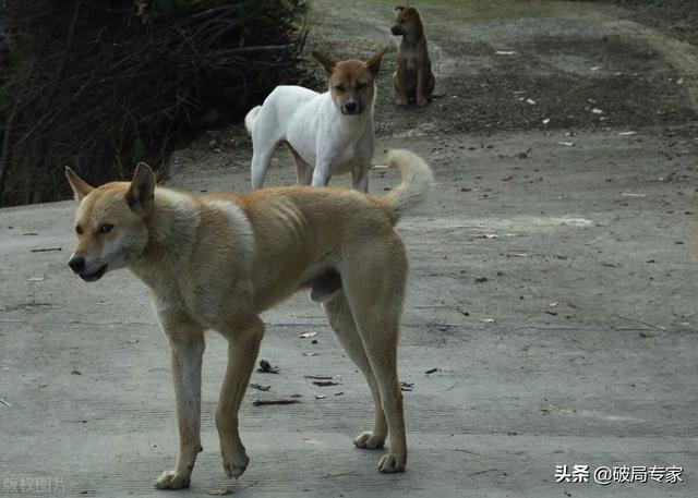 肉狗养殖挣钱吗