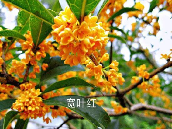 桂花的品种
