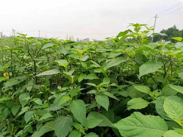 白花菜 新鲜的没人吃 腌咸菜却是一绝 还是酒席压轴菜 Zh中文网