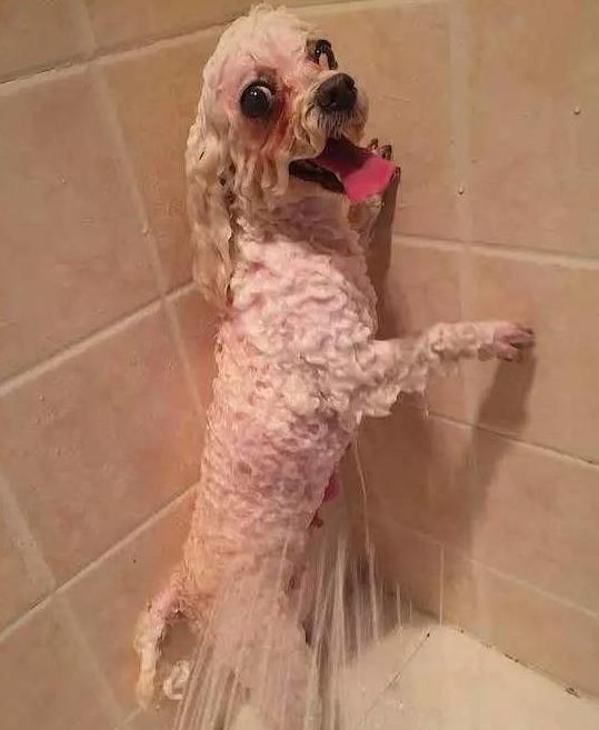 狗狗洗澡时如果不吹干毛会怎么样(金毛洗澡能吹干吗)-艾拉养犬