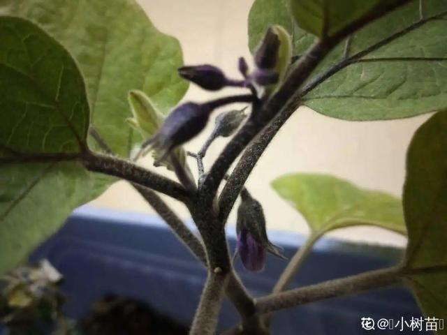 阳台种菜 阳台种菜（阳台种菜用什么土） 生活