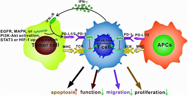吃错了！少盐不养生？《科学》子刊：高盐饮食抑制肿瘤？怎么回事