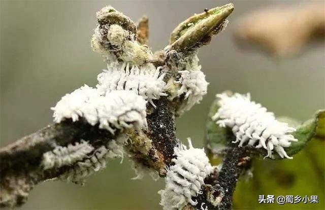 吸食嫩芽，危害梨果的康氏粉蚧，对梨树还有哪些危害？该如何防治