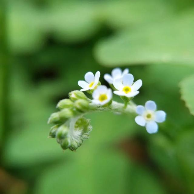 硬知识｜|你真的会用手机摄像头？轻松成为手机拍照高手