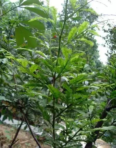 勐腊螺旋洗砂机批发
