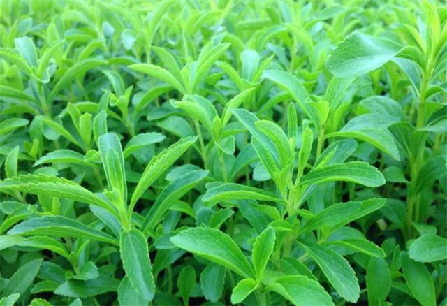 甜叶菊
