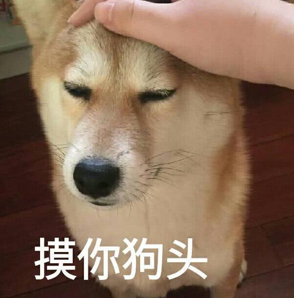 狗狗怎么老喜欢让主人摸它的头(狗狗认可你的5个征兆)-艾拉狗狗乐园