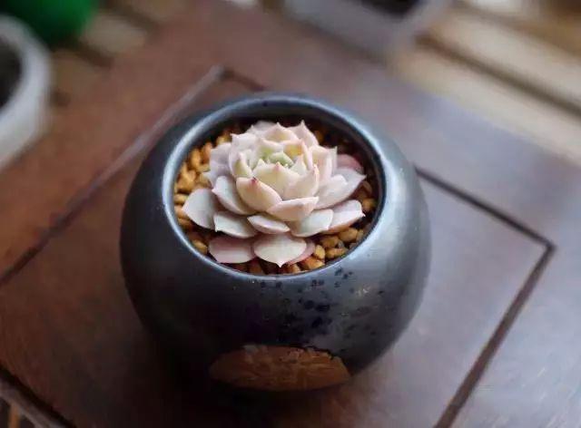 多肉植物图谱 多肉植物图谱