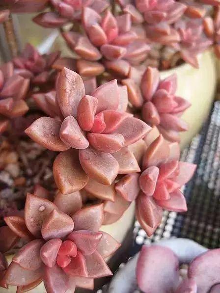 多肉植物图谱 多肉植物图谱