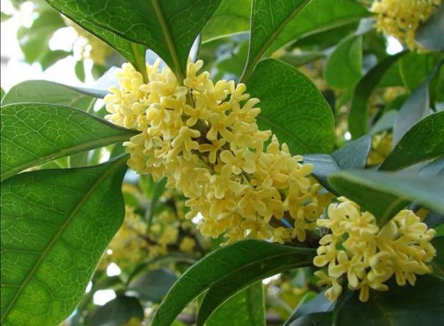 桂花樹幾月開花(桂花幾月開花哪個季節)