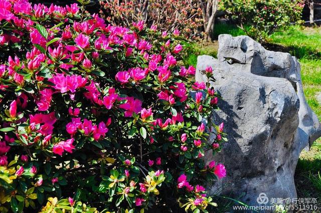 杜鹃花语
