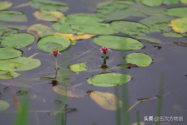 我国传统水生蔬菜的起源16