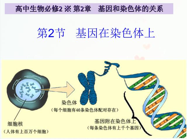 什么是第三代试管婴儿PGS？提高怀孕率的同时降低流产率