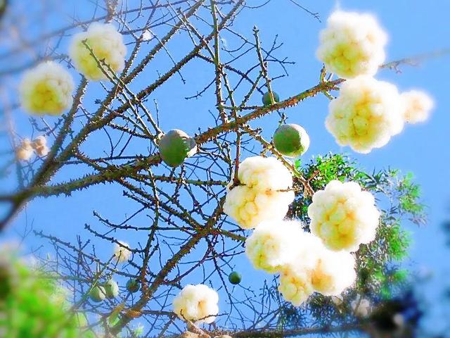 美丽异木棉 美丽异木棉（美丽异木棉花期） 生活