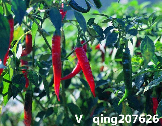 辣椒病毒病与辣椒螨虫危害的区别及防治用药
