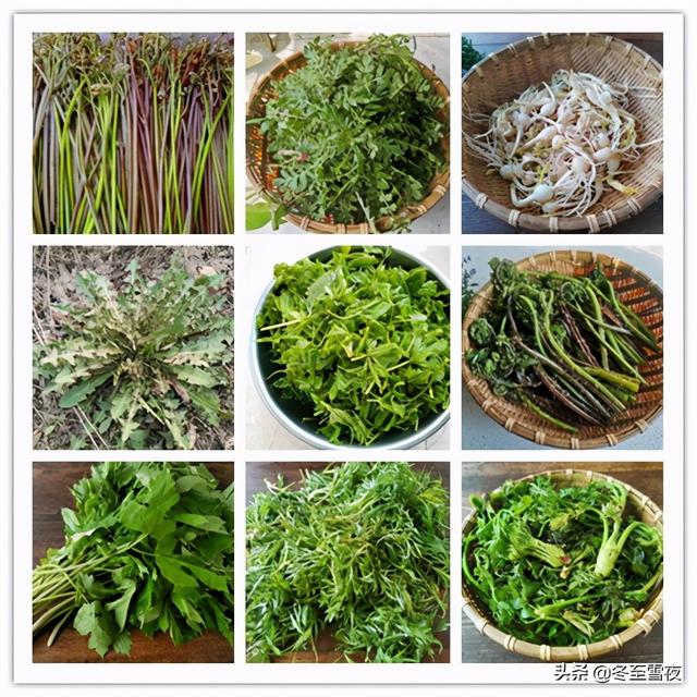 山野菜的做法