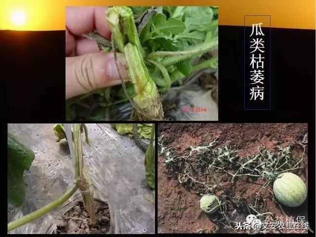 史上最全蔬菜病虫害图谱大全！再也不用请教专家了！41