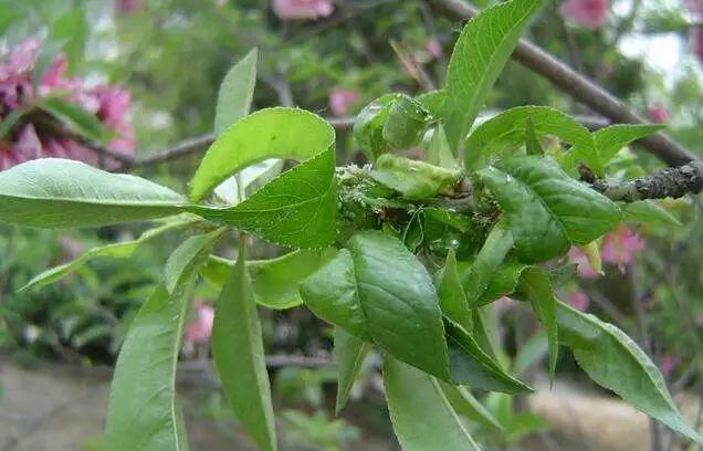 桃树病虫害防治全年用药推荐4