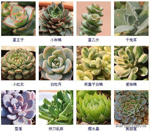 多肉分类 多肉分类（多肉分类及名称图片） 生活