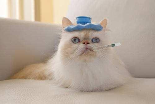 猫咪拉稀怎么办