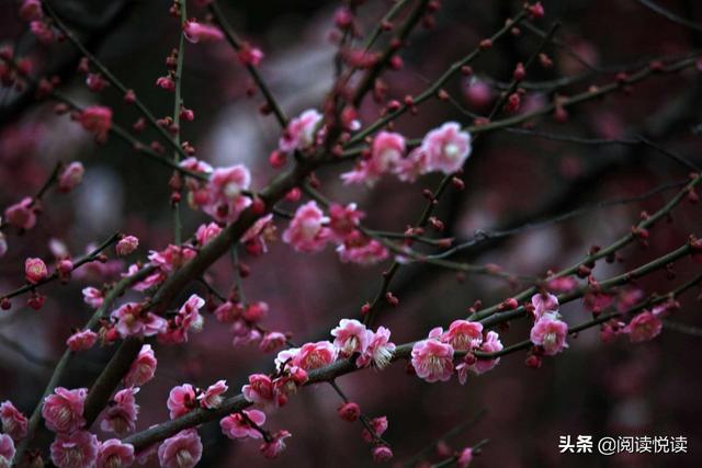 梅花的品质和精神