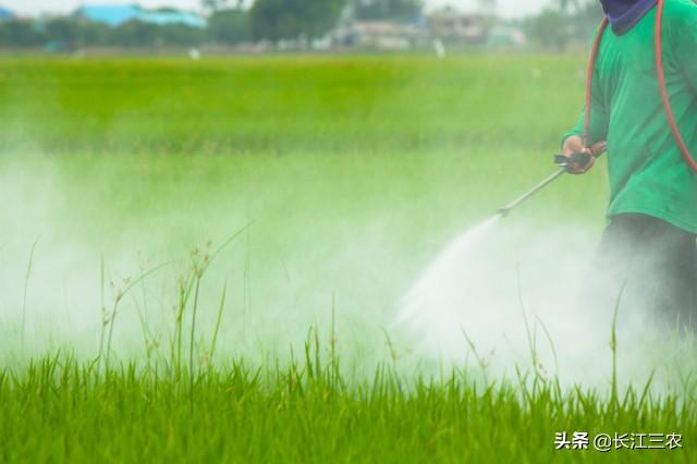 水稻稻飞虱的防治