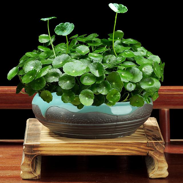 室内观叶植物