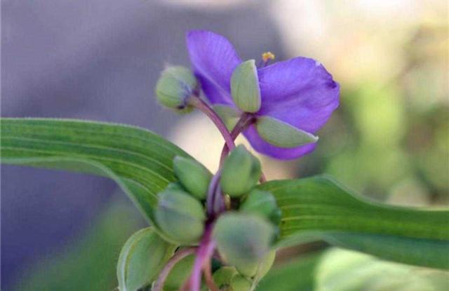 紫露草 紫露草（紫露草花语和传说） 生活